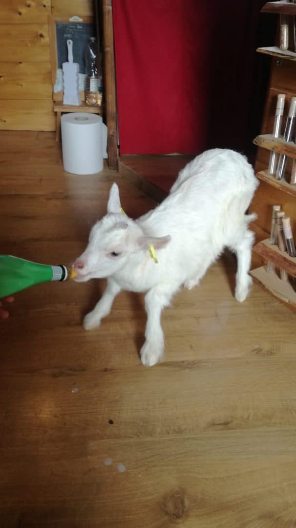 Blanchette the little goat of the pits 1 - The animals of "Tal Ar Galonn