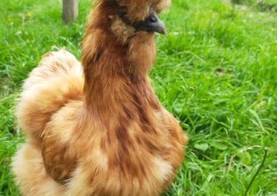 le coq et les poules 1 - Les animaux de « Tal Ar Galonn »