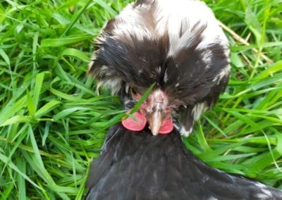 le coq et les poules 9 - Les animaux de « Tal Ar Galonn »