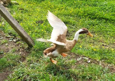 les canards 2 - Les animaux de « Tal Ar Galonn »