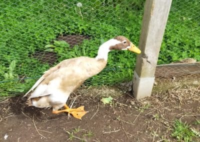 les canards 4 - Les animaux de « Tal Ar Galonn »