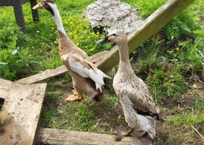 the ducks 5 - The animals of "Tal Ar Galonn